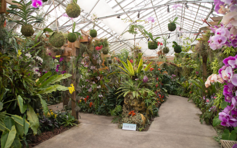 Orchid Garden in a greenhouse with a variety of plants